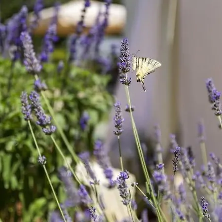 Luxury Cetiri Hrasta * Pićan