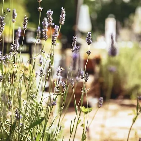 Luxury Cetiri Hrasta Dom wakacyjny Pićan