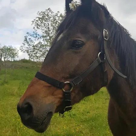 Luxury Cetiri Hrasta Dom wakacyjny *