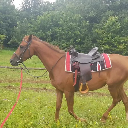 Luxury Cetiri Hrasta