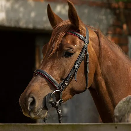 Luxury Cetiri Hrasta * Pićan