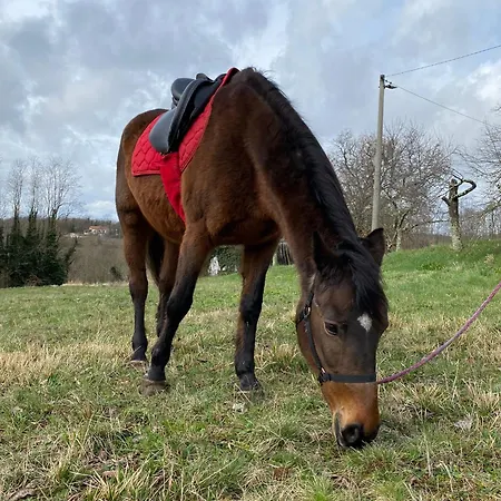 Luxury Cetiri Hrasta Pićan