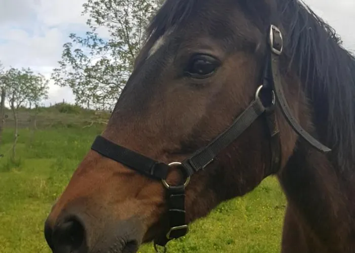 Luxury Cetiri Hrasta Vikendica *